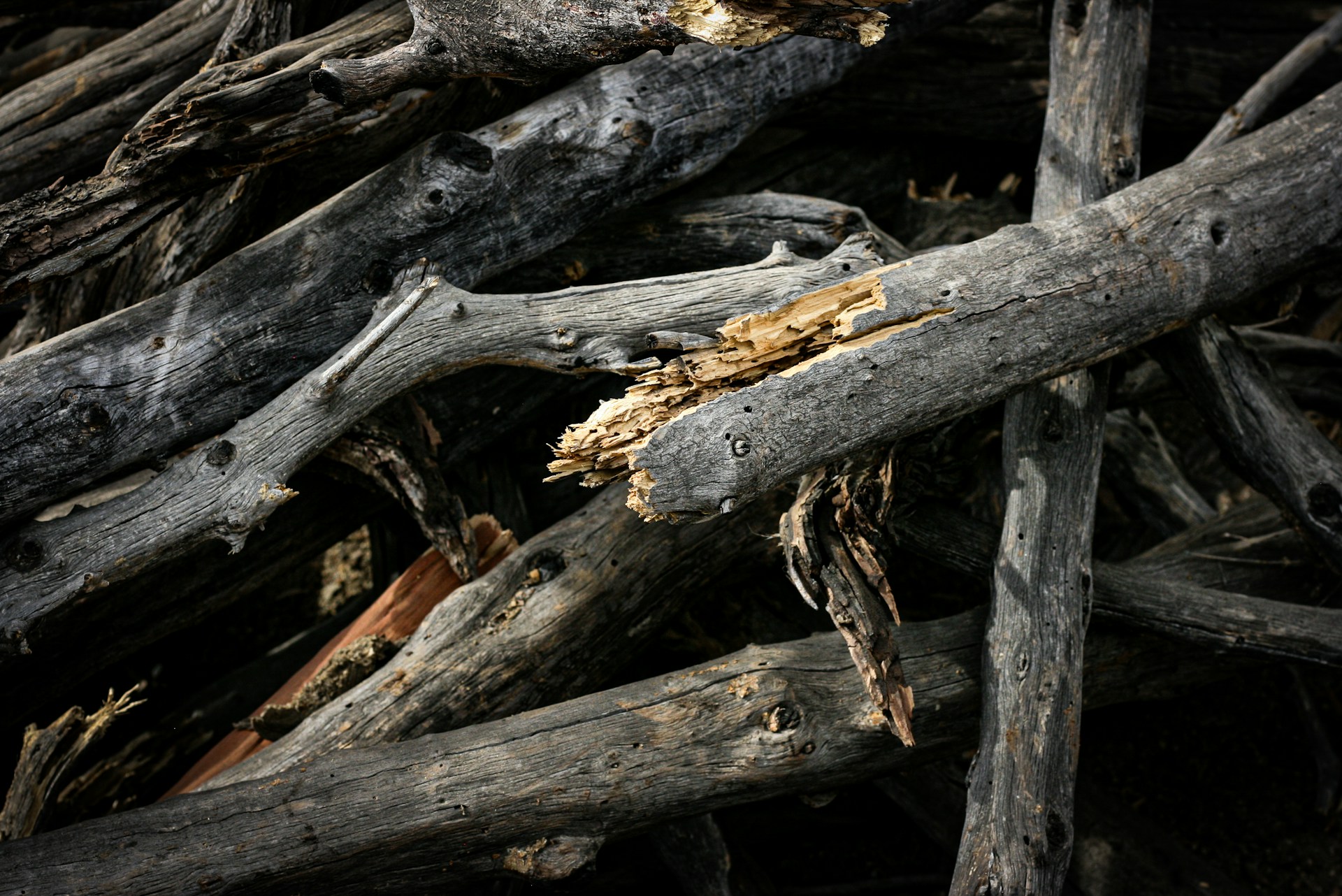 The Mountain Where God Provides (Genesis series #21)